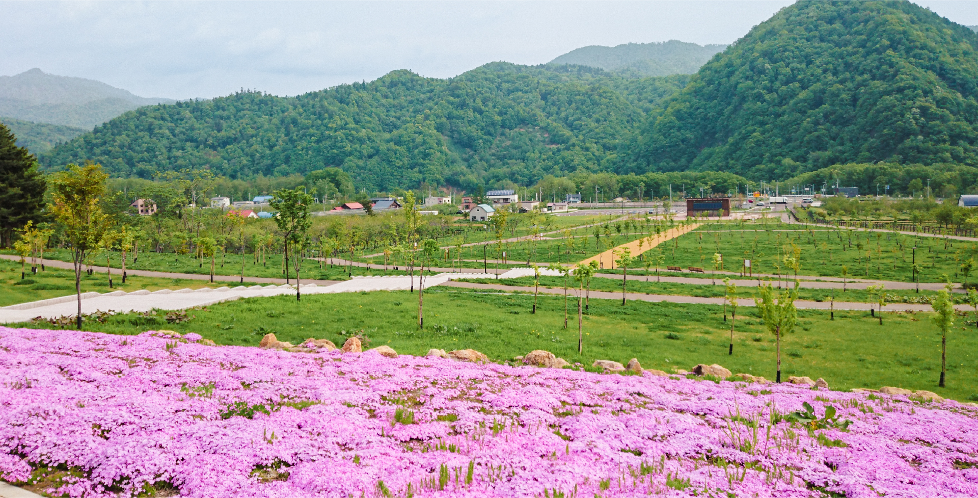 さくらの森